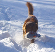 Bild: Leopold feb 05